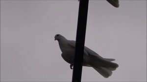 Голуби серпастые первая молодежь.