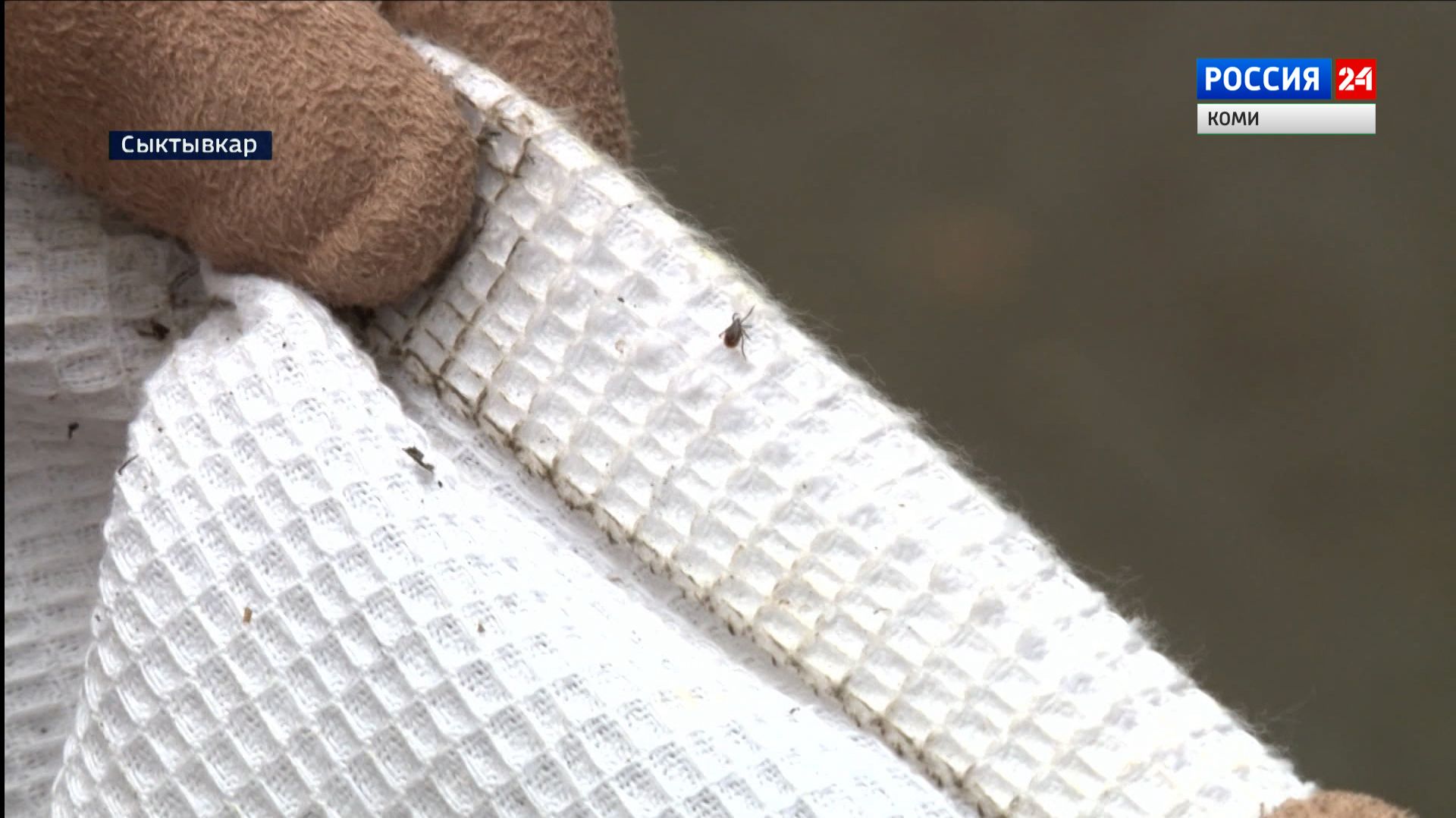 Энтомологи Коми научного центра: о ситуации с клещами в 2026 году