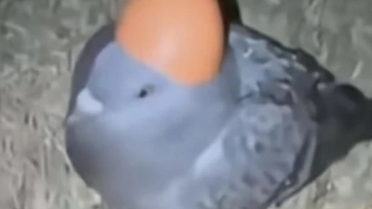 как поменять иконку профиля в Supersell ID | Brawl Stars