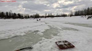 Жерлицы проверка. 42 день.