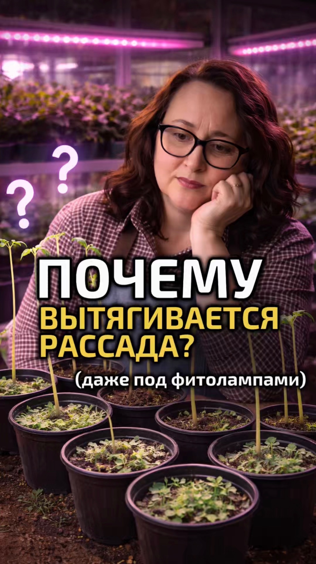 Почему вытягивается рассада даже под фитолампами?