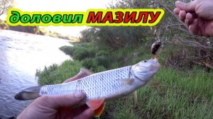 Доловил МАЗИЛУ! Ловля голавля на спиннинг.