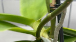 Орхидеи 🌺 Распаковка посылки   📦 🦋🩷