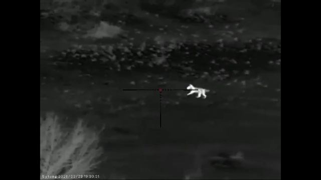 Шесть заключительных вечеров охоты на шакала в Ростовских степях от Александра, сезон закрыт…