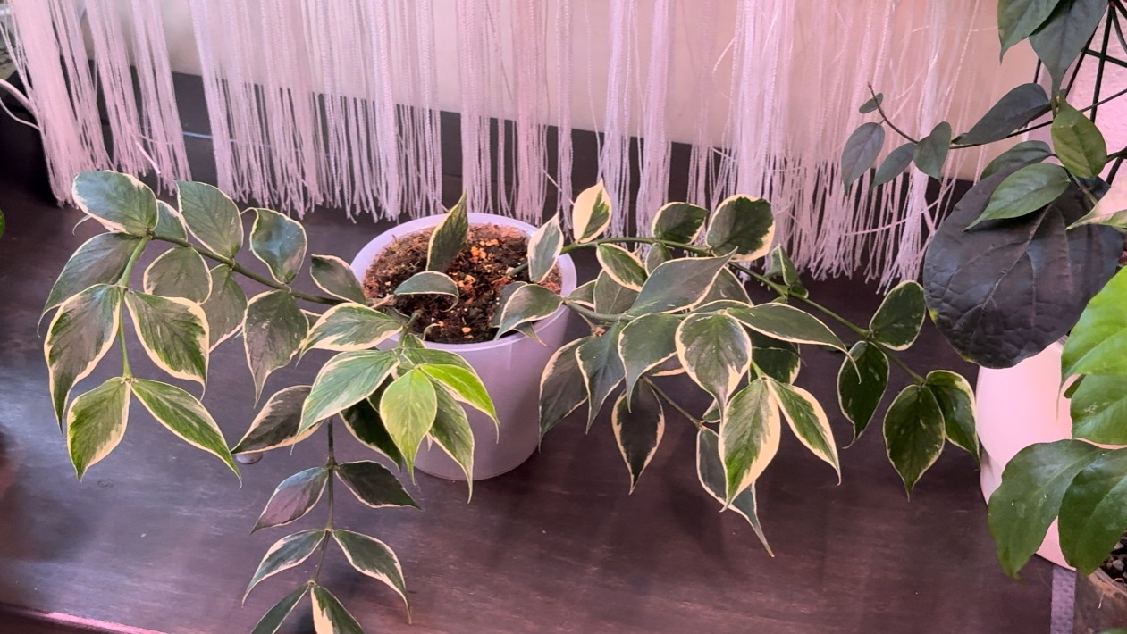 Хойи. Обзор взрослых хой. Часть 2.