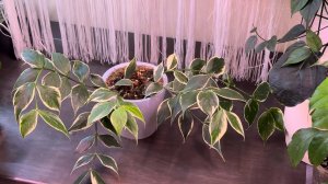 Хойи. Обзор взрослых хой. Часть 2.