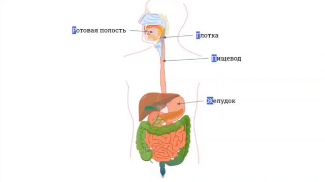 как работает ЖКТ