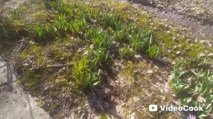 Дача, апрель, первые крокусы!