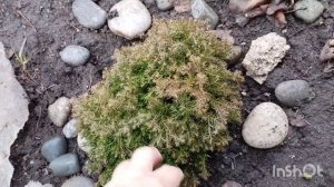 На что потратила заработанные денежки/как живут в русской деревне...