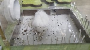 Жизнь муравьёв. 3 серия.