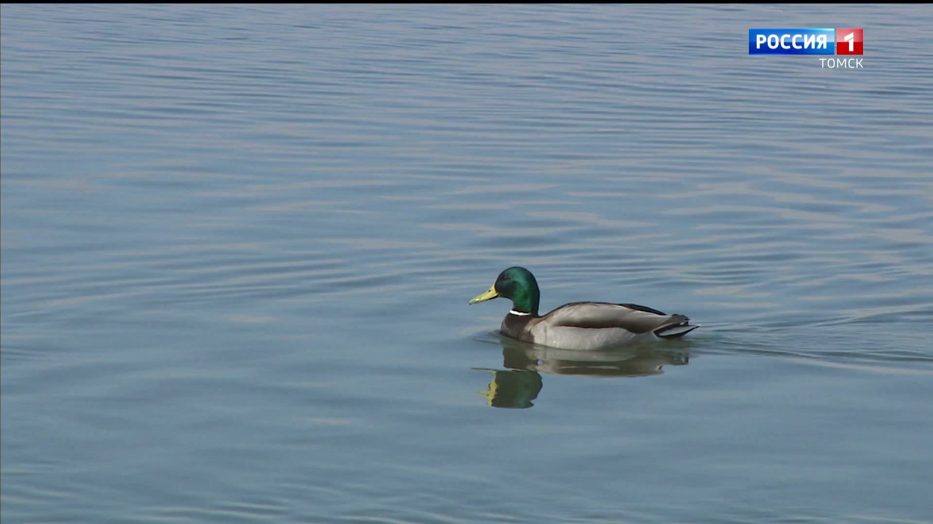 Вести-Томск, выпуск от 02.04.2026 09:30