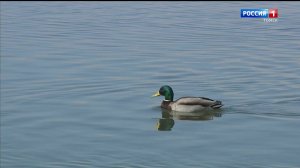 Вести-Томск, выпуск от 02.04.2026 09:30