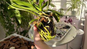 Первые ПЕРЕСАДКИ орхидей в 2026 году 🌸☀️🌿 #орхидеи