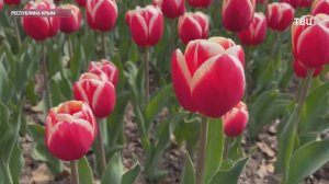 В Крыму можно увидеть завораживающий парад тюльпанов