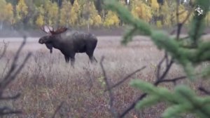 Охота на лося «на реву»