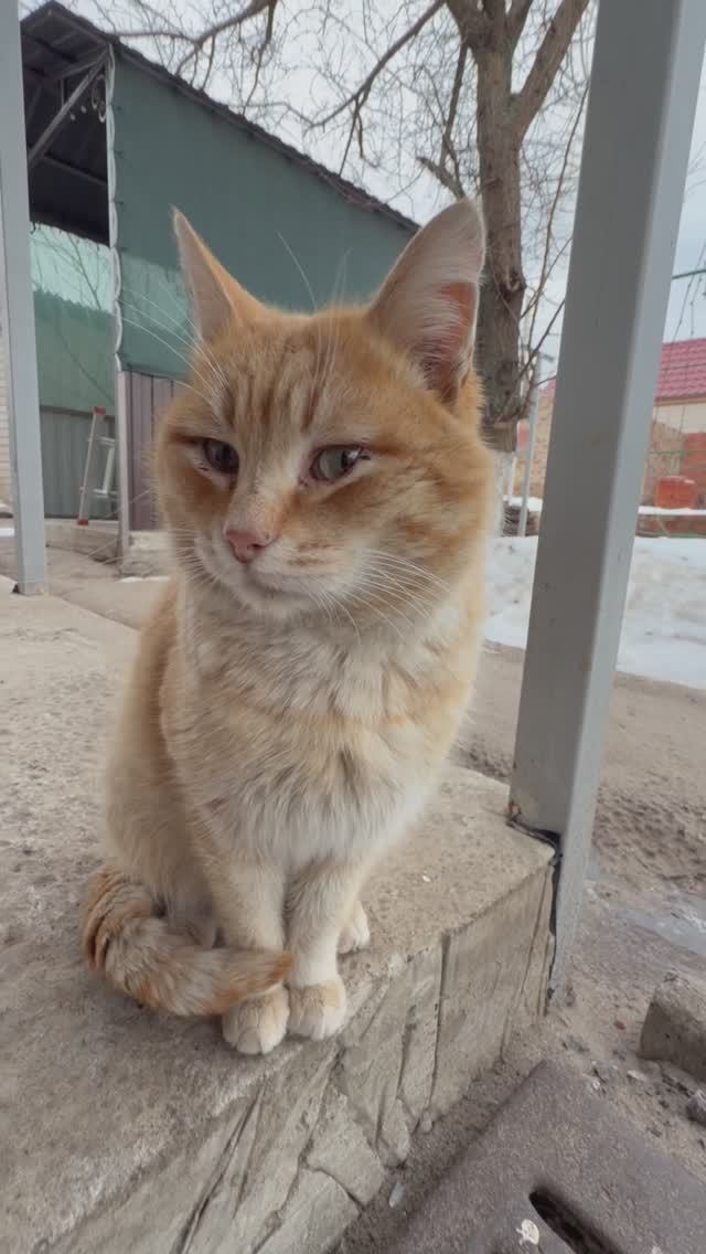 Наш кот