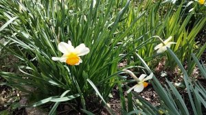 Нарциссы  на 02.04 26г.