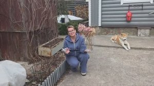 2 апреля | весенняя обрезка ГОРТЕНЗИЙ | Что, как и зачем подробно и понятно