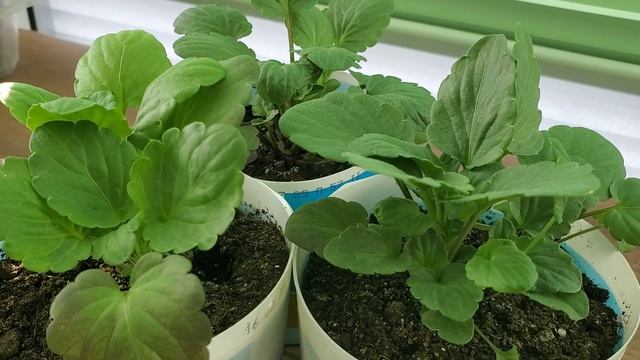 10.04.26г. Обзор рассады цветов