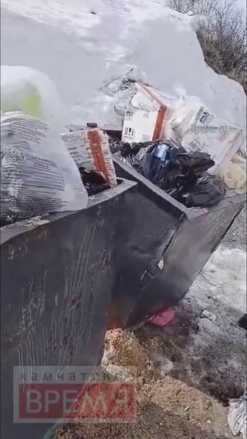 Частные кошачьи приюты в Петропавловске испытывают проблемы с вывозом мусора