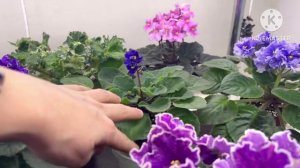 Краткий обзор цветущих фиалок за 2.04.26.