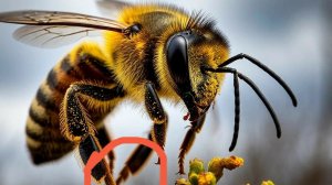 Ранняя весна на пасеке: пчелы несут первую  пыльцу (обножка)