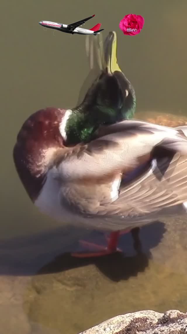 Чистим пёрышки весной / Природа севера