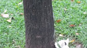 Глаза не Верят, но Эти Битвы Животных Были Сняты на Камеру