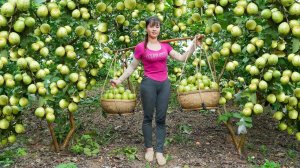 Собрала плоды гуавы, и несу продавать на рынок. Фуонг. Жизнь во Вьетнаме