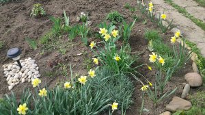 Убралась в цветнике. На огород нет настроения, на стройку сил. Простая жизнь пенсионеров