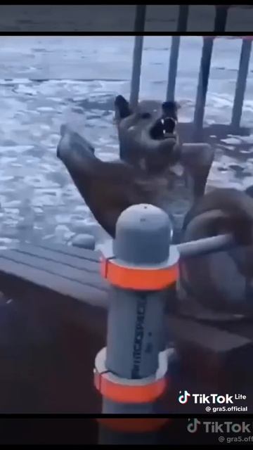 перезалив с тик тока