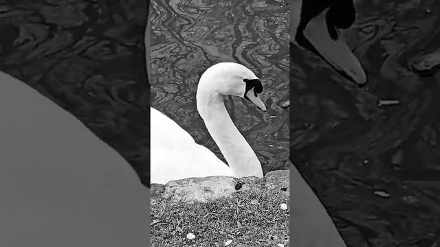 Signe Du Destin 🇫🇷 BRICS+ 🇷🇺🇨🇳🇮🇳🇧🇷🇰🇵🇮🇷 ❗