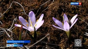Научные сотрудники заповедника "Белогорье" возвращают в природу исчезающие растения