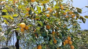 Хурма созрела и падает нам на головы)