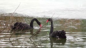 Ежики не вышли на улицу, а у медведей диета: животные Ярославского зоопарка просыпаются после спячки