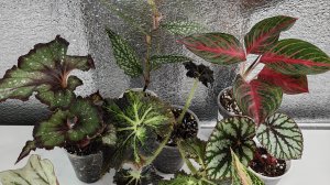 ИЗЛИШКИ растений на 02.04.26г ☘️часть 2🌸☘️🌸