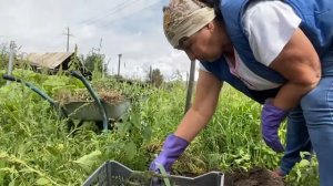 Вот какая картошка уродилась