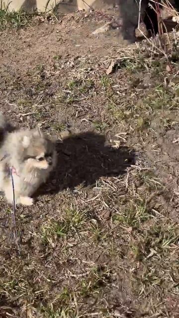 Наша Гайка на прогулке нашла себе большого друга