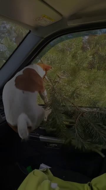 Островок надежды 