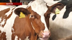 Как мамадышские животноводы защищают фермы от инфекций