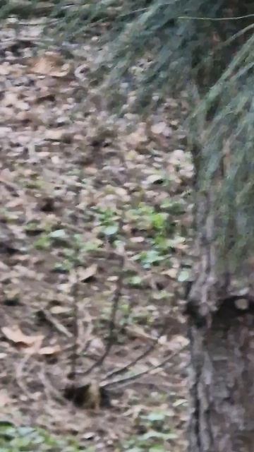 Что за птица?