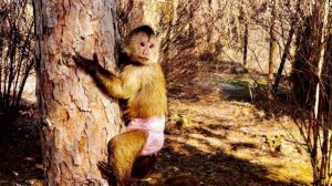 Финик РЕШИЛ САМ ЗАЛЕЗТЬ НА ДЕРЕВО! Наши тренировки с ним дают свои плоды!