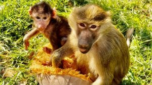 УРАА! В гости приехала Манечка, главная няня для Николь и как же ОНА РАДА ЕЕ ВИДЕТЬ!