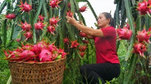 Сбор урожая питахайи для продажи. Посадка цветов вдоль бетонной дороги. Серия 31. Се