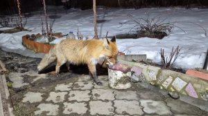 (1256) Лиса приходит в гости. Апрель 2026