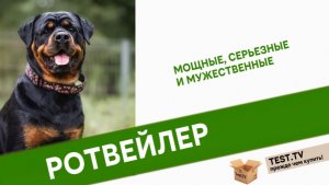 TEST.TV: Ротвейлер - собака опасная невправильных руках.
