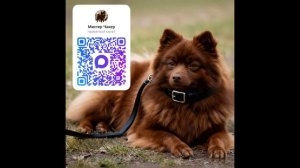 первый блок Чака, прогулка и покупка новых шлеек шпиц Чак Mister Chak (говорящая собака)