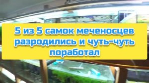 5 из 5 самок меченосцев разродились и чуть-чуть поработал