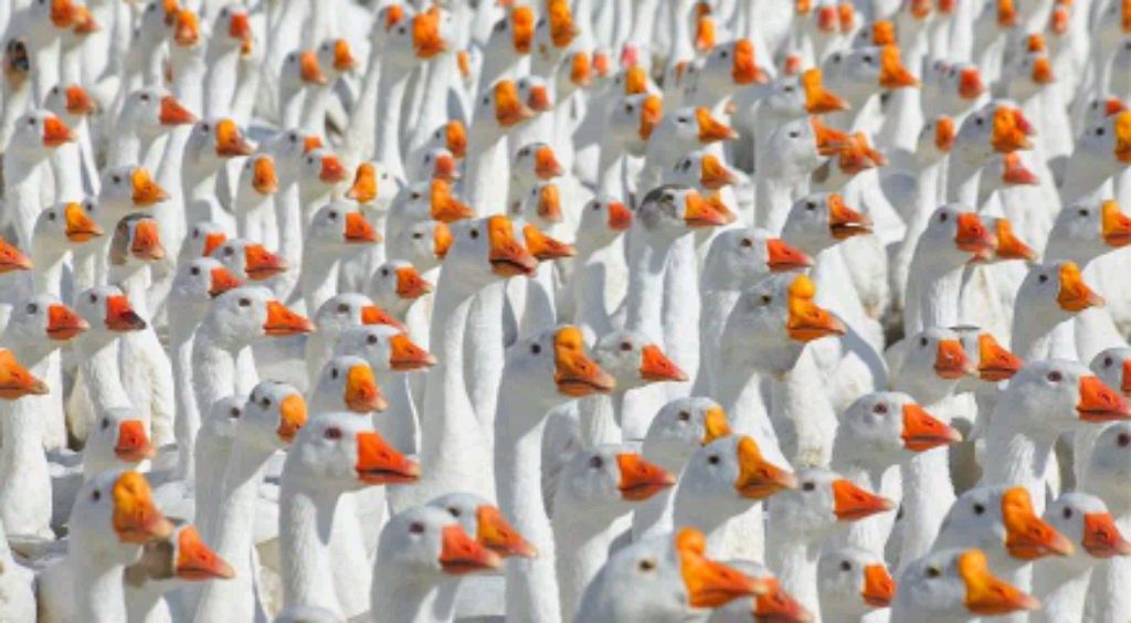 Мы «Гусяки», мы гуляем! ✅✅✅