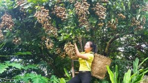 Собираю плоды лонгана для продажи. Выращиваю водяной шпинат. Серия 32. Се